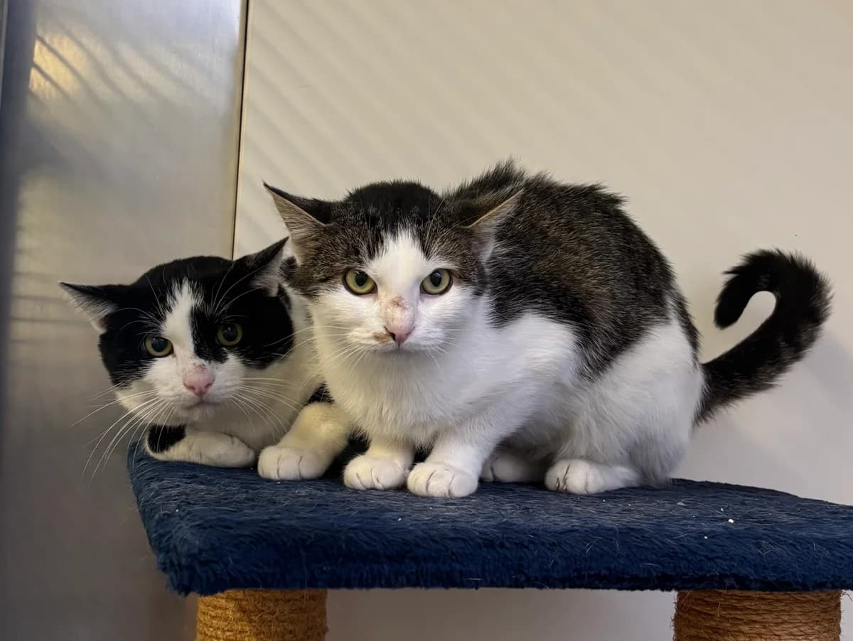 Walda + Waldemar, tiger mit weiß, schwarz-weiß, 4yo European Shorthair for adoption at Tierheim Neuwied, Neuwied