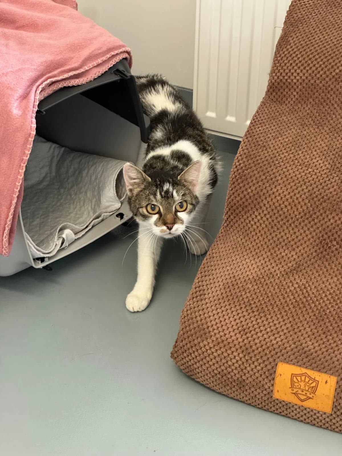 Waldtraut, tiger mit weiß female 4yo European Shorthair for adoption at Tierheim Neuwied, Neuwied