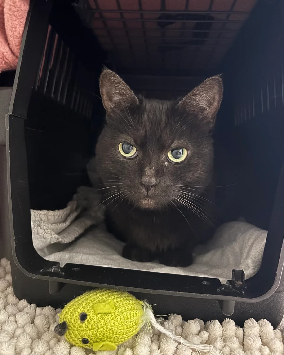 Margherita, schwarz female 4yo European Shorthair for adoption at Tierheim Neuwied, Neuwied
