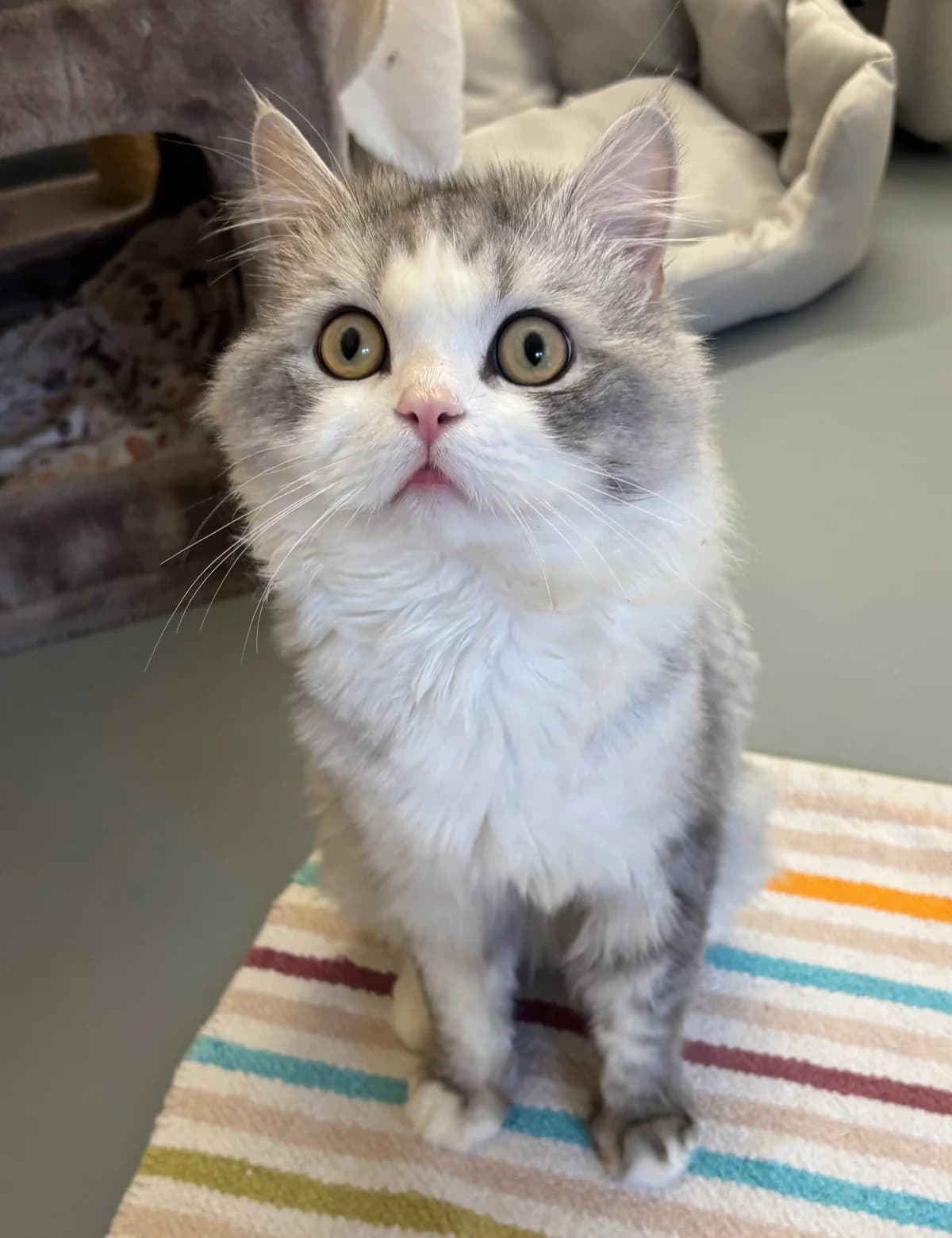 Joe, Silver tabby mit weiß male young mixed breed for adoption at Tierheim Neuwied, Neuwied