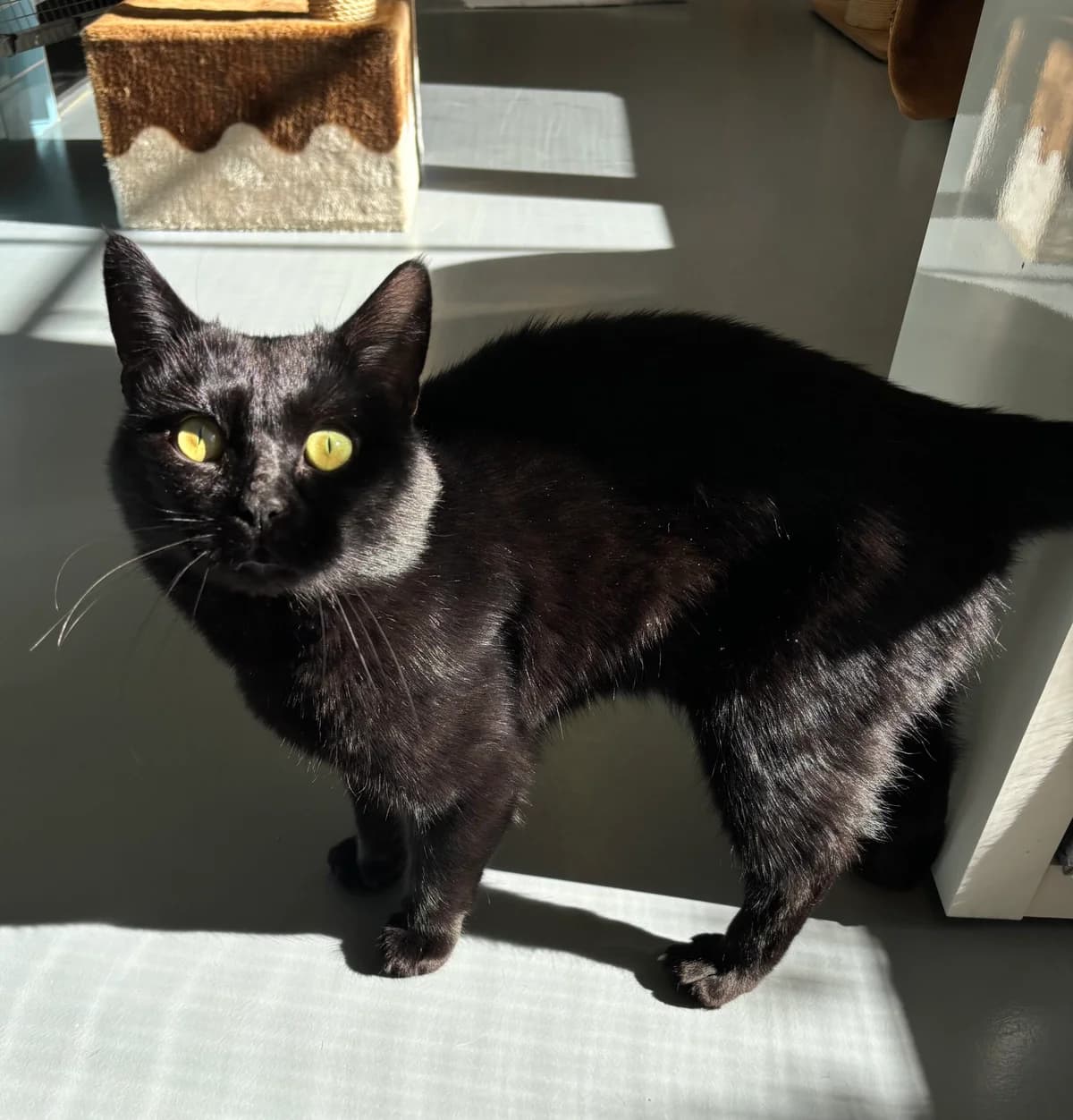 Udo, Schwarz male young European Shorthair for adoption at Tierheim Neuwied, Neuwied