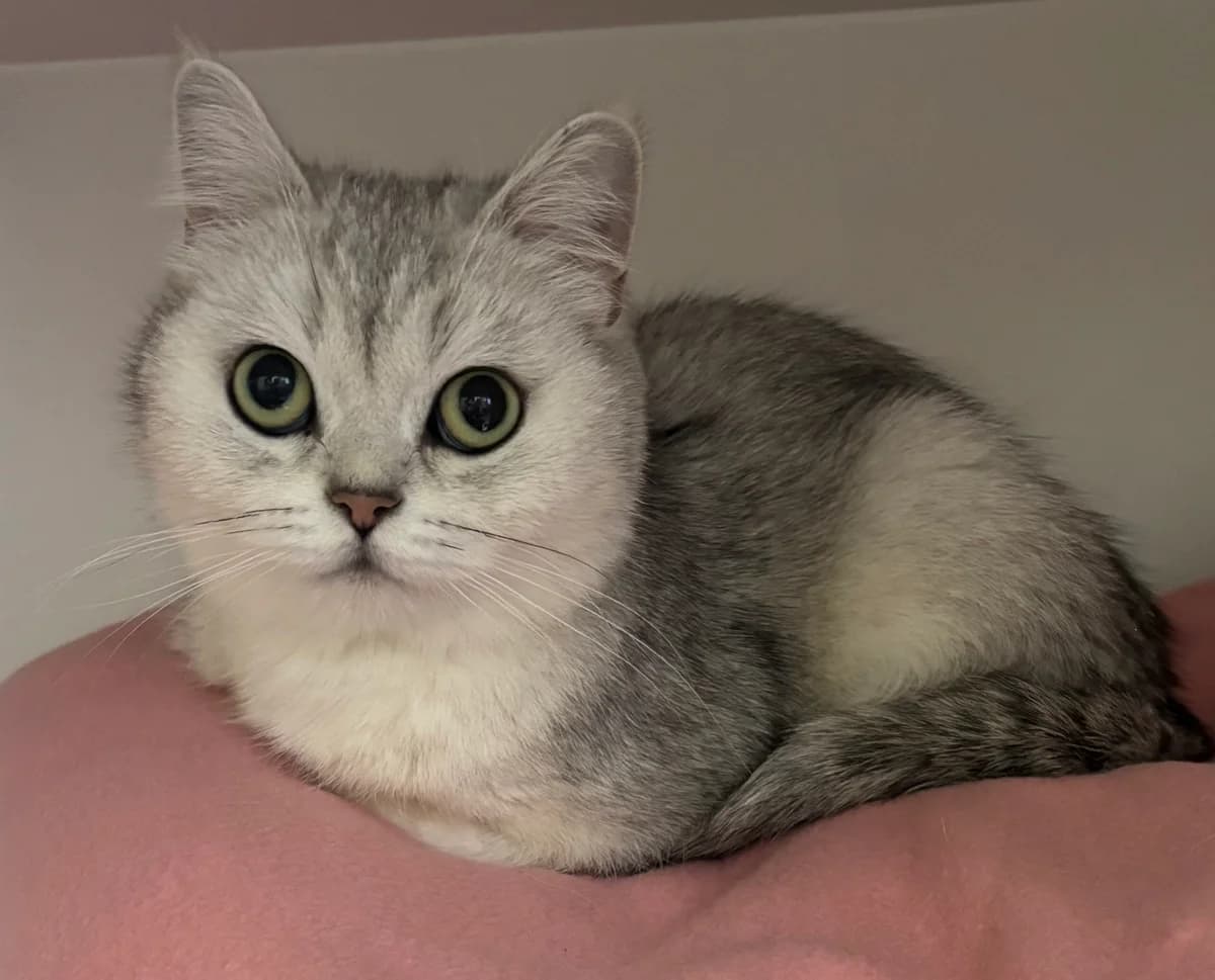 Mirna, female 4yo British Shorthair for adoption at Tierheim Neuwied, Neuwied