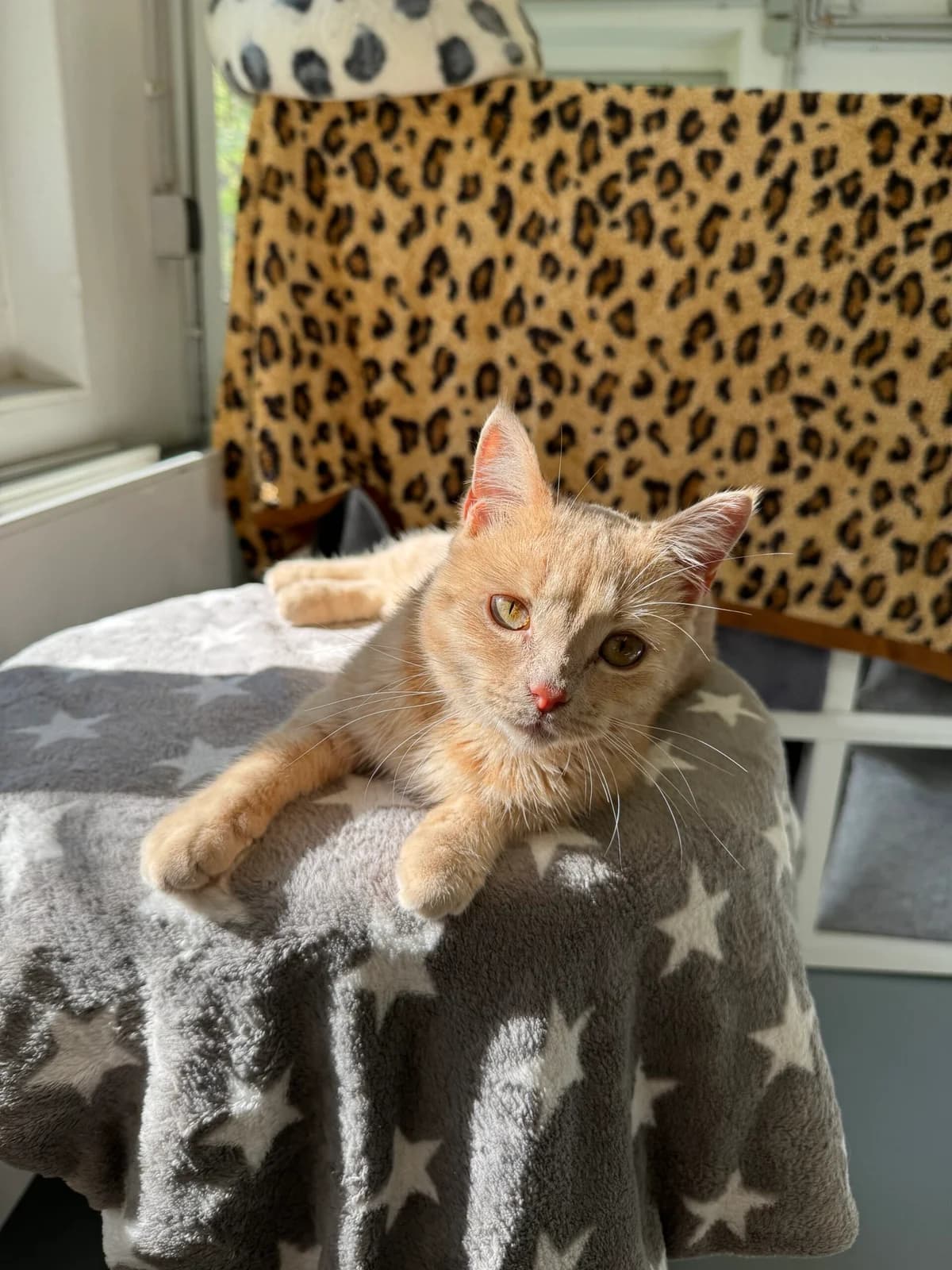 Druffi, female puppy European Shorthair for adoption at Tierheim Neuwied, Neuwied