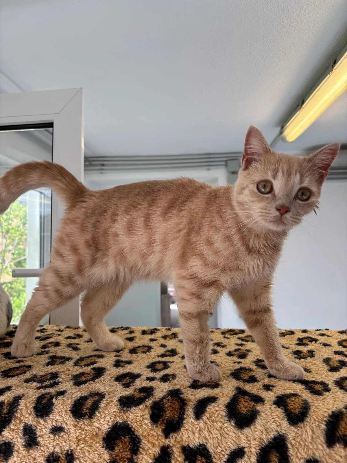Druffi, female puppy European Shorthair for adoption at Tierheim Neuwied, Neuwied
