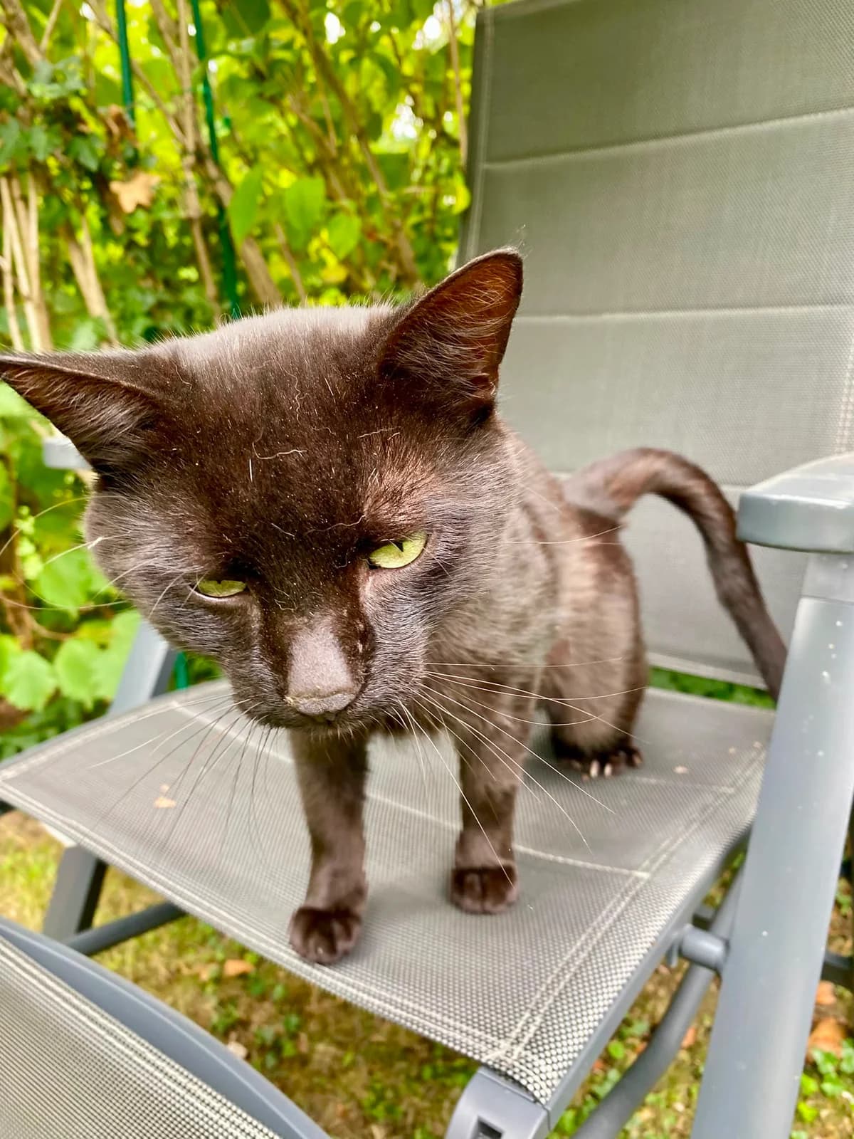 Fundkater, schwarz male puppy European Shorthair for adoption at Tierheim Neuwied, Neuwied