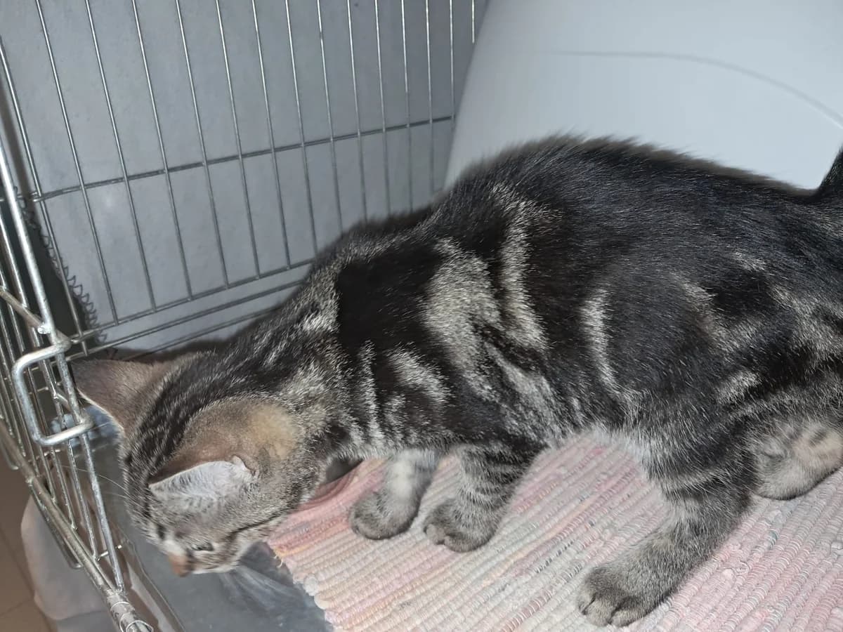 Fundkitten, male European Shorthair for adoption at Tierheim Neuwied, Neuwied