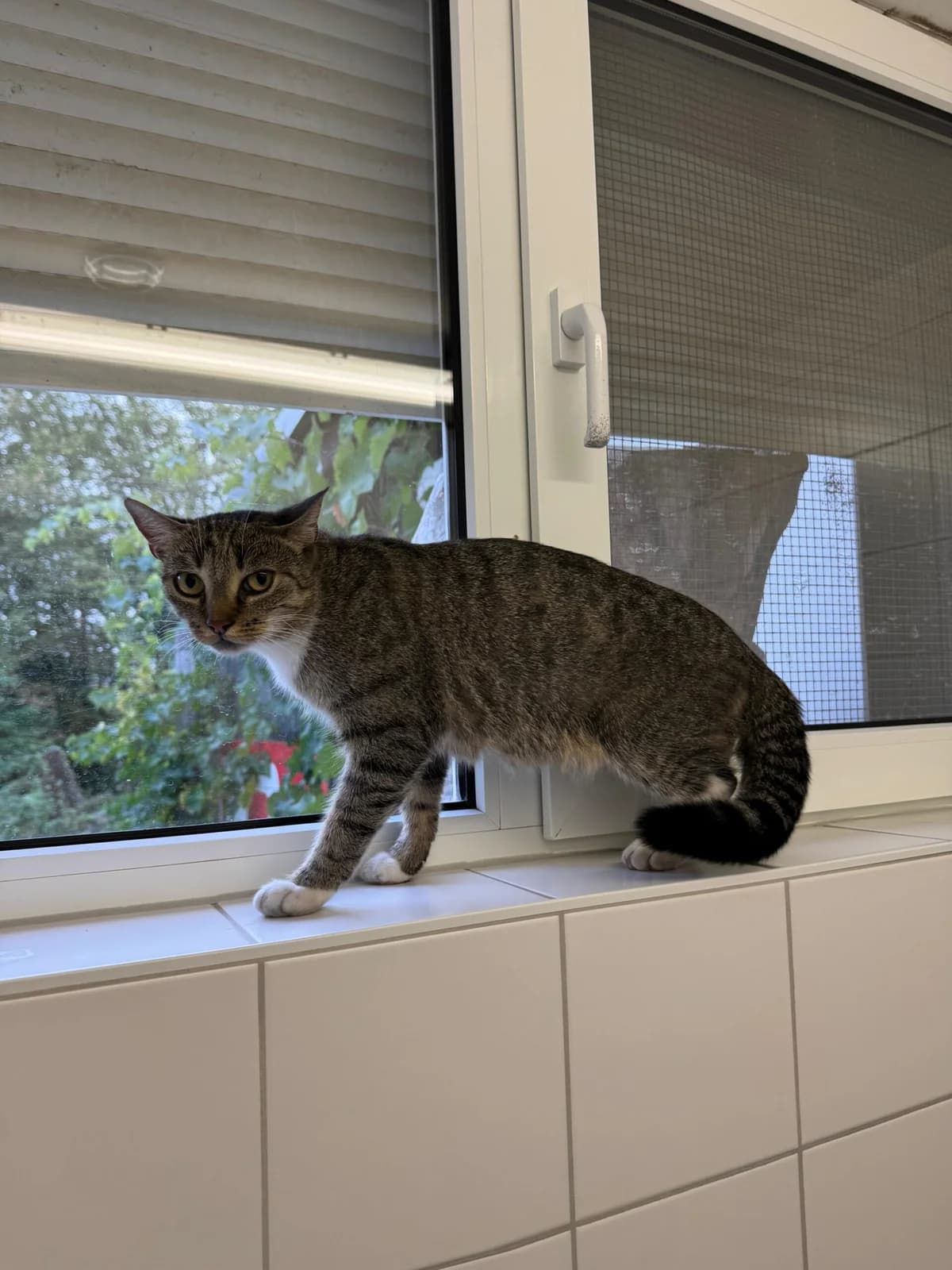 Fundkatze, female puppy European Shorthair for adoption at Tierheim Neuwied, Neuwied