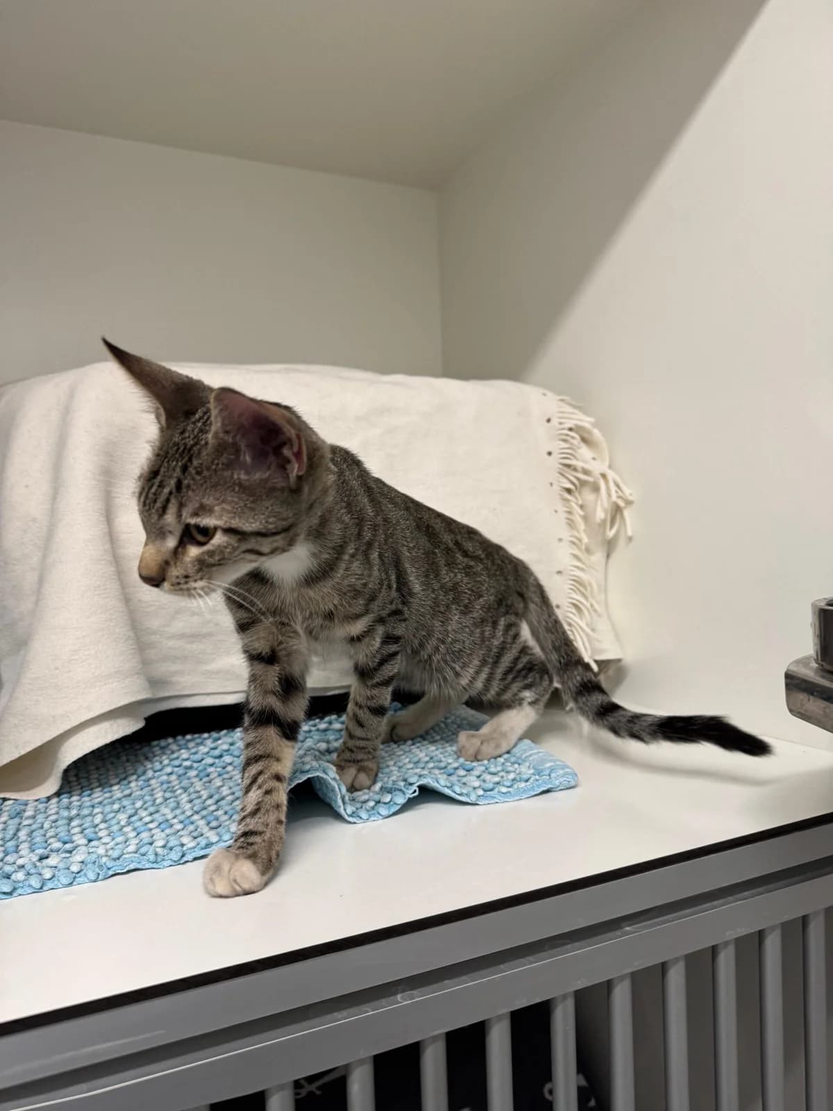 Leo, male European Shorthair for adoption at Tierheim Neuwied, Neuwied