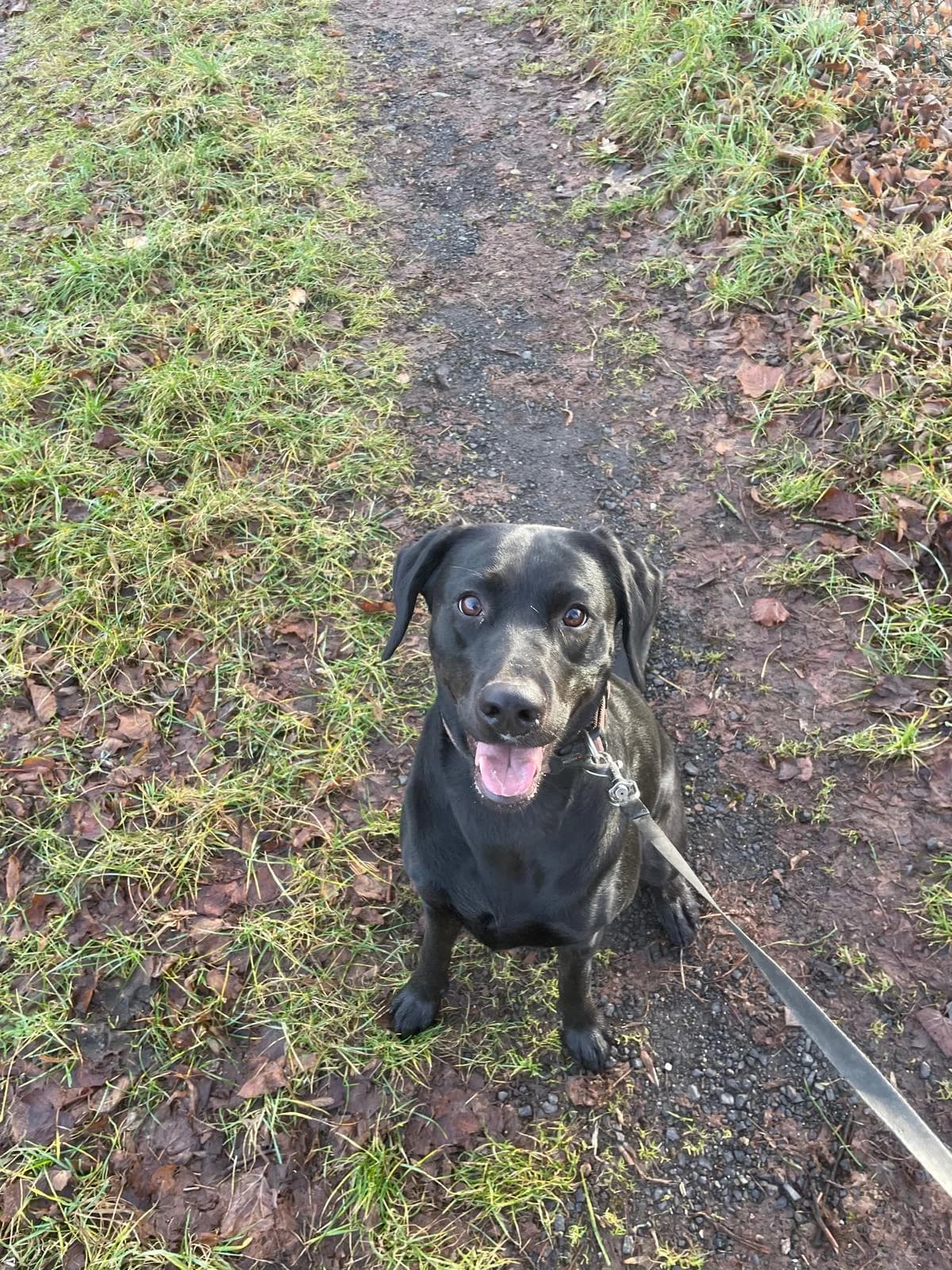 Jelly-Bean, schwarz female 4yo Labrador Retriever for adoption at Tierheim Neuwied, Neuwied