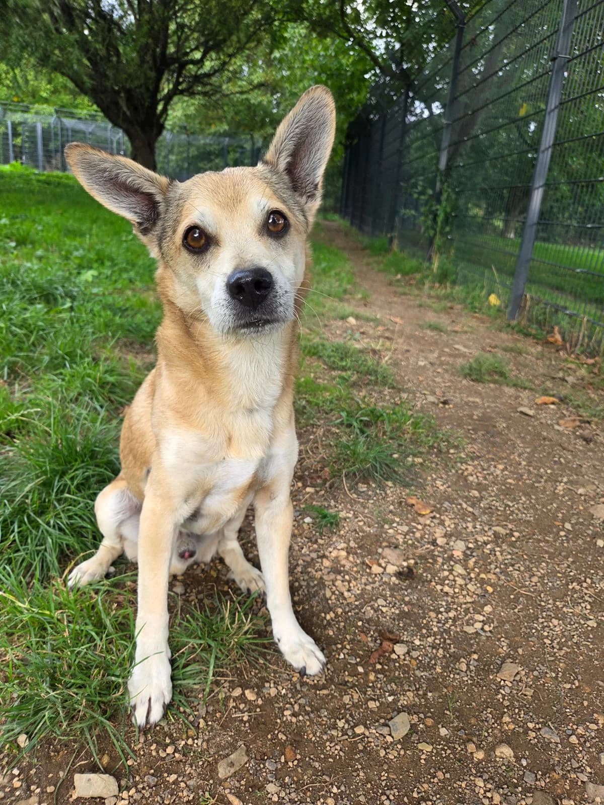 Gisbert, male senior Mixed Breed for adoption at Tierheim Neuwied, Neuwied