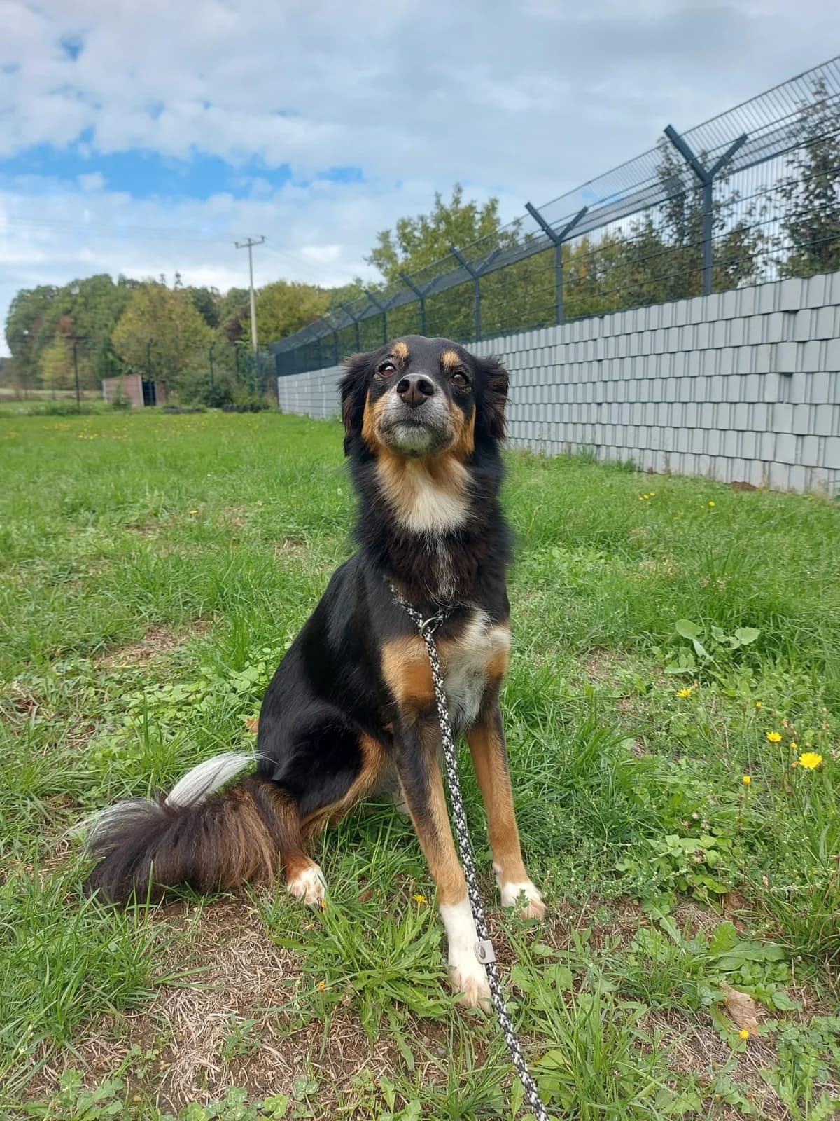 Enya, female 6yo Mixed Breed for adoption at Tierheim Neuwied, Neuwied