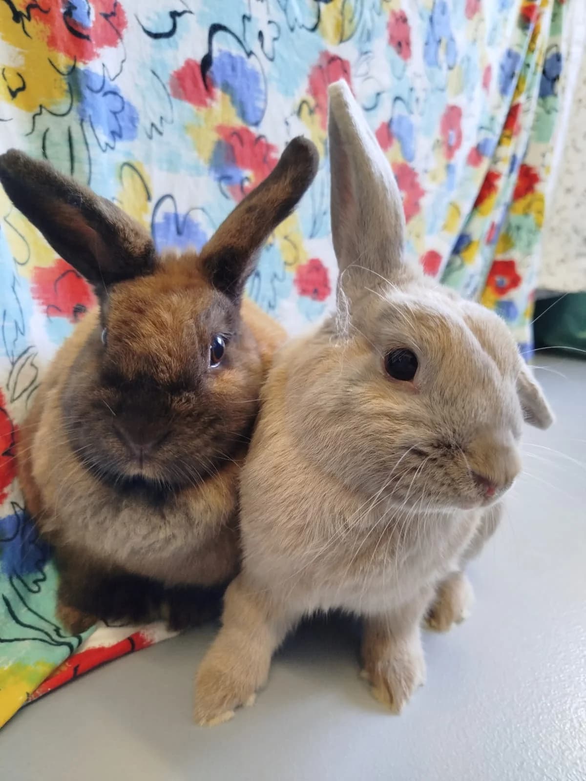 Minnie+Muffin, braun 4yo mixed breed for adoption at Tierheim Neuwied, Neuwied
