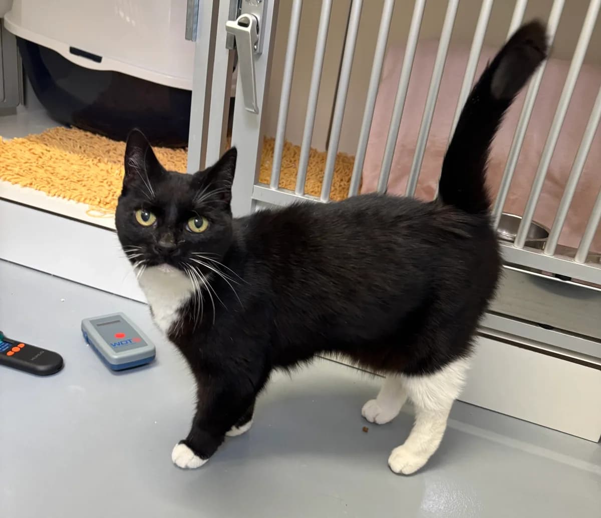Fundkatze, female European Shorthair for adoption at Tierheim Neuwied, Neuwied
