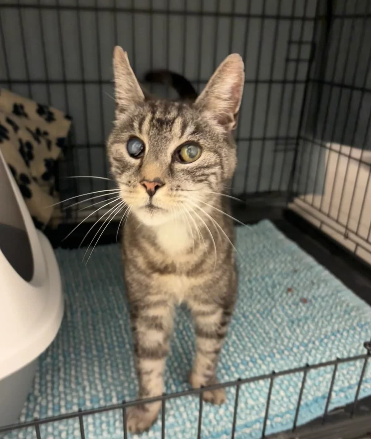 Fundkater Melsbach, male European Shorthair for adoption at Tierheim Neuwied, Neuwied