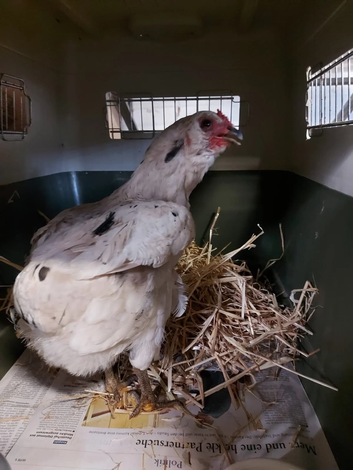 Fundhuhn, female puppy mixed breed for adoption at Tierheim Neuwied, Neuwied