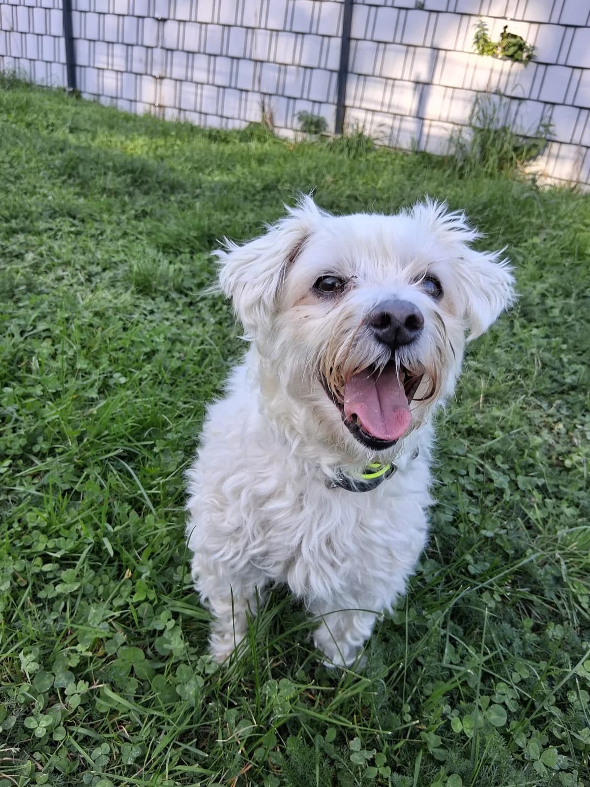 Kalle, male senior Maltese for adoption at Tierheim Neuwied, Neuwied