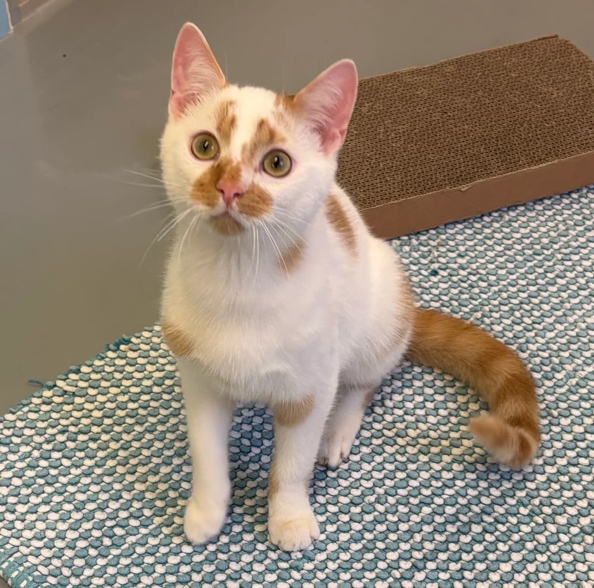 Stewie, male puppy European Shorthair for adoption at Tierheim Neuwied, Neuwied