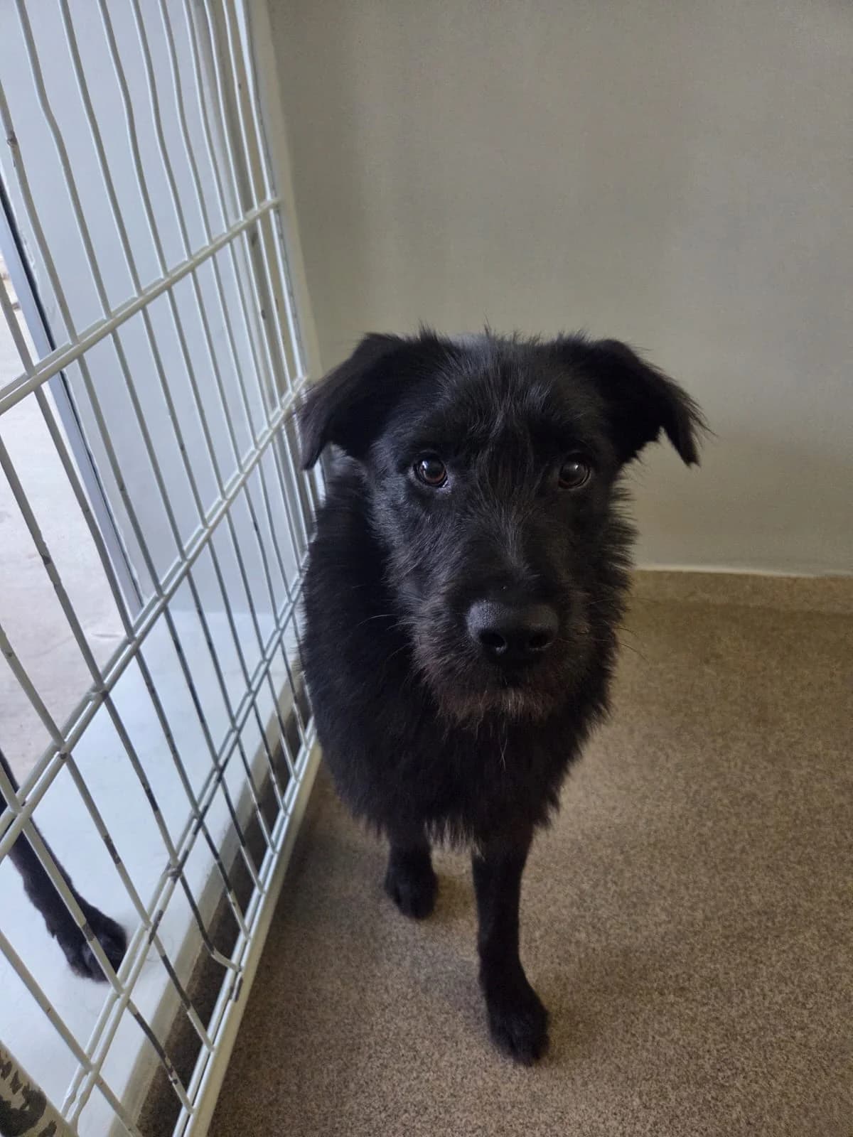 Eyron, male puppy Mixed Breed for adoption at Tierheim Neuwied, Neuwied