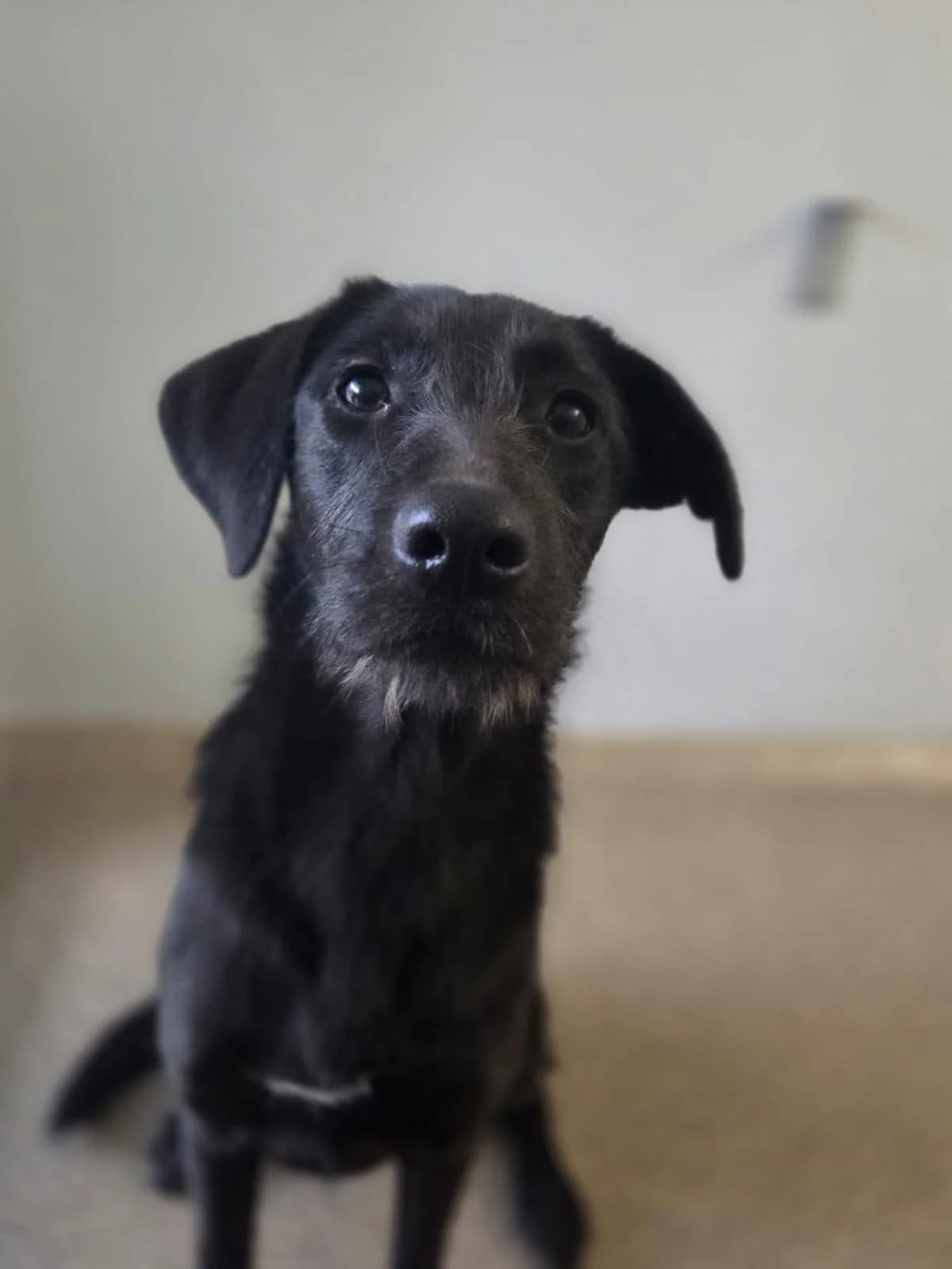 Ebony, female puppy Mixed Breed for adoption at Tierheim Neuwied, Neuwied