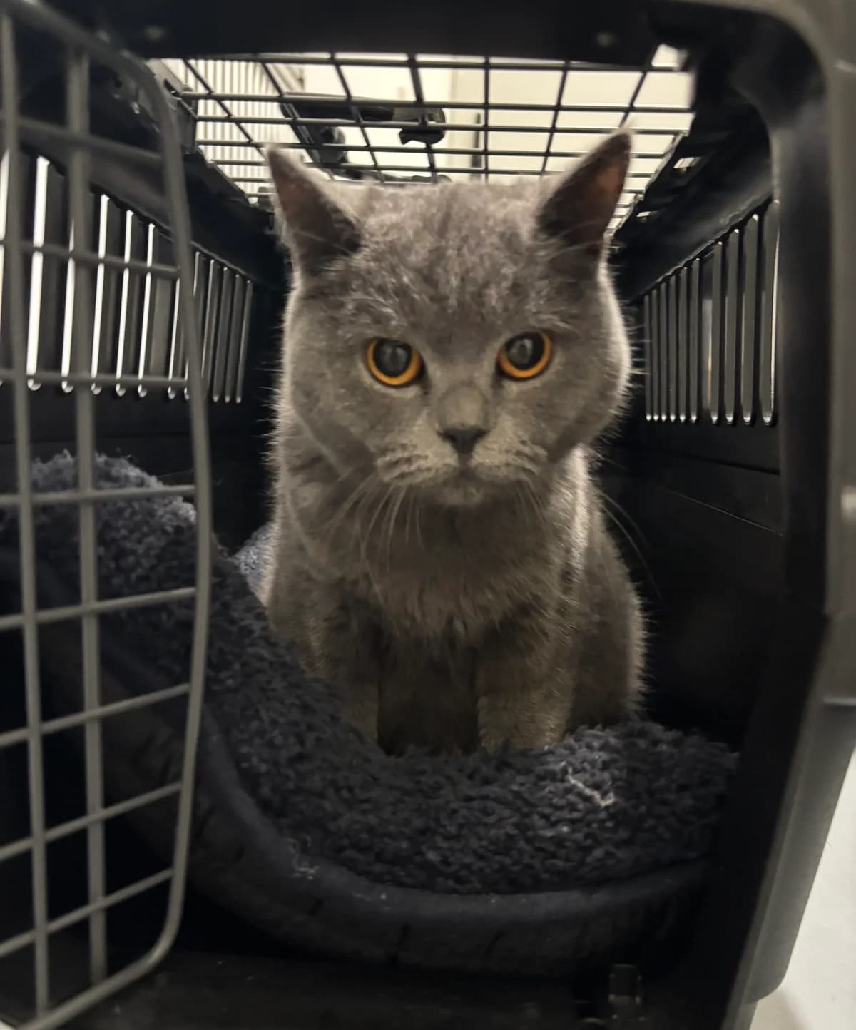 Fundkatze, female puppy British Shorthair for adoption at Tierheim Neuwied, Neuwied