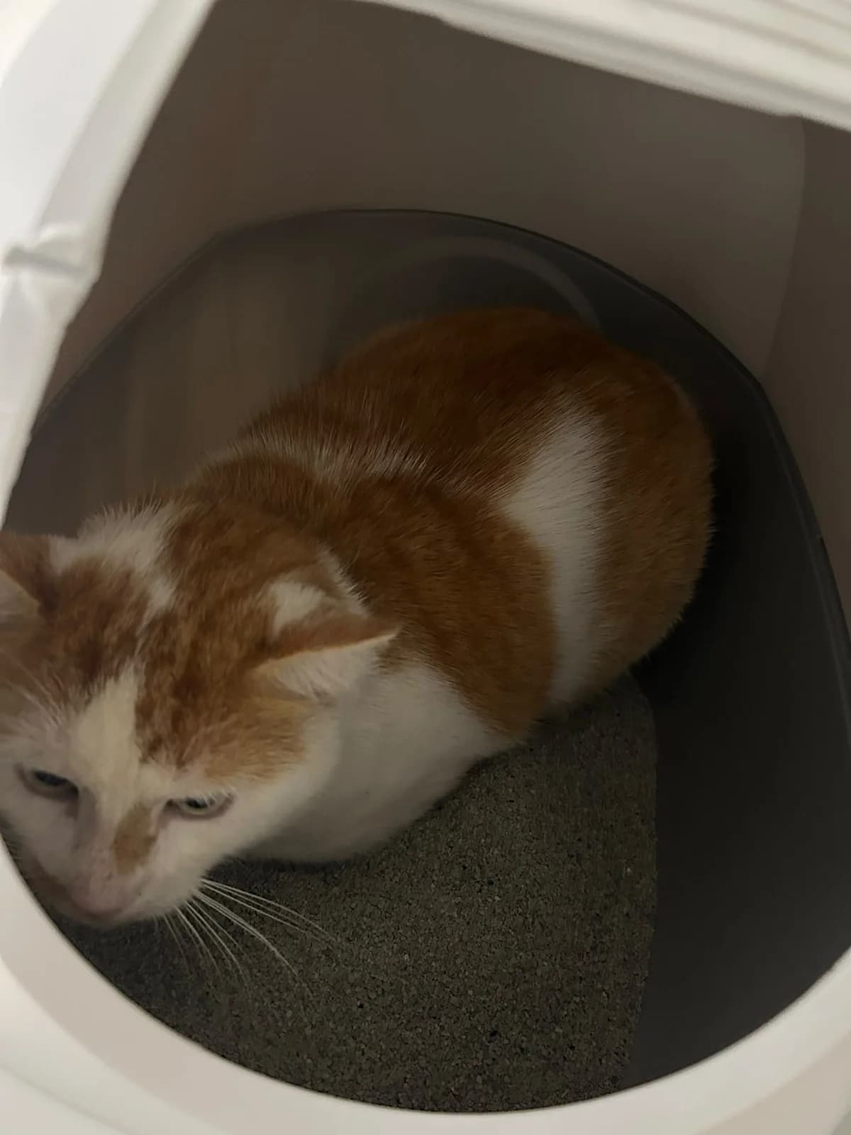 Fundkater NR-Heimbach Weis, male puppy European Shorthair for adoption at Tierheim Neuwied, Neuwied