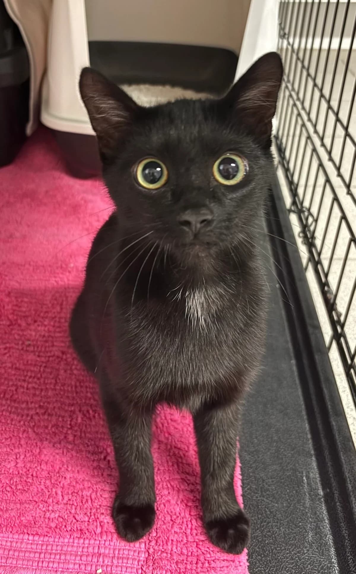 Fundkater Leutesdorf, male European Shorthair for adoption at Tierheim Neuwied, Neuwied
