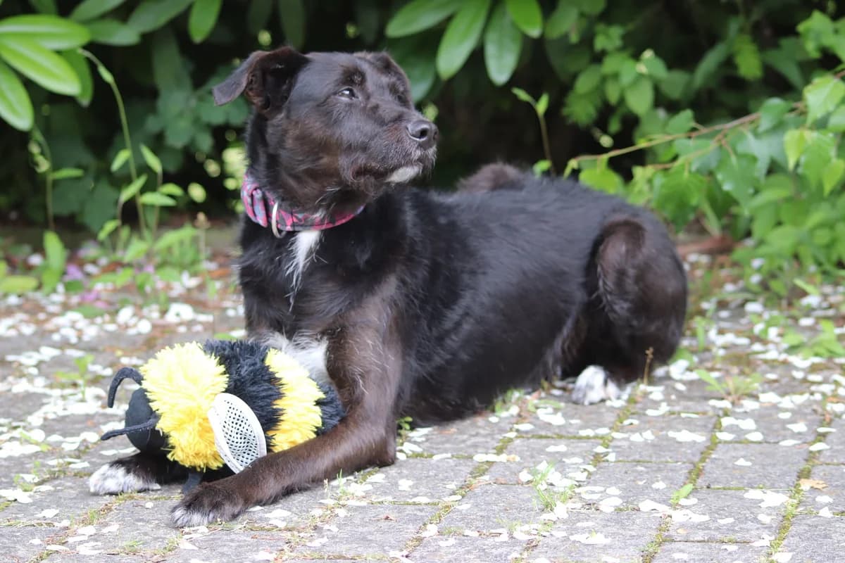 Bacardi, male senior Mixed Breed for adoption at Tierheim Neuwied, Neuwied