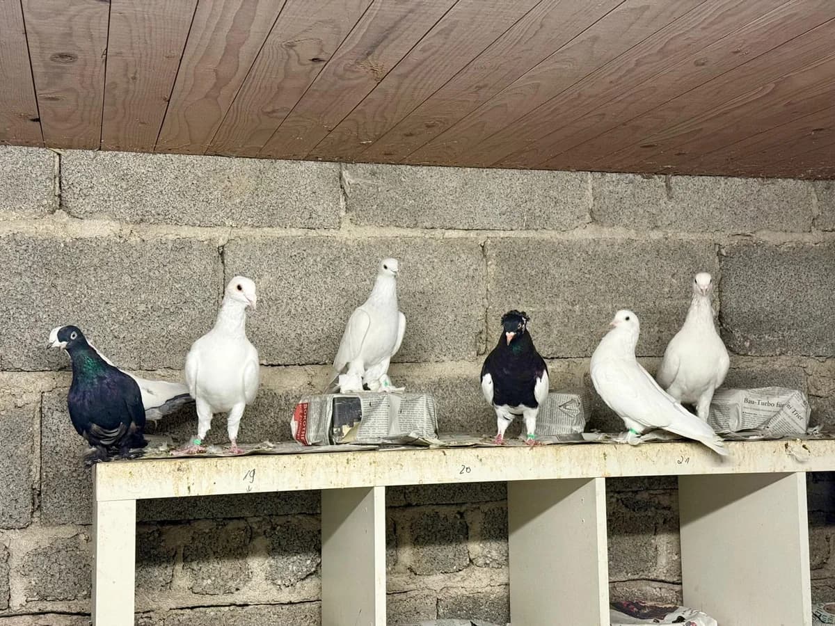 Tauben, mixed breed for adoption at Tierheim Neuwied, Neuwied