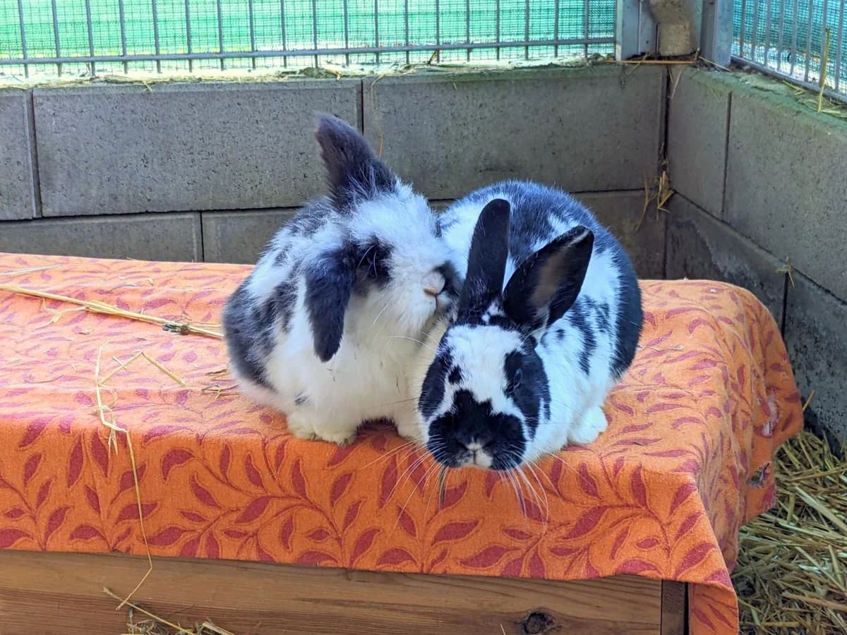 Flecki & Josie, schwarz-weiß Mixed Breed for adoption at Tierheim Neuwied, Neuwied
