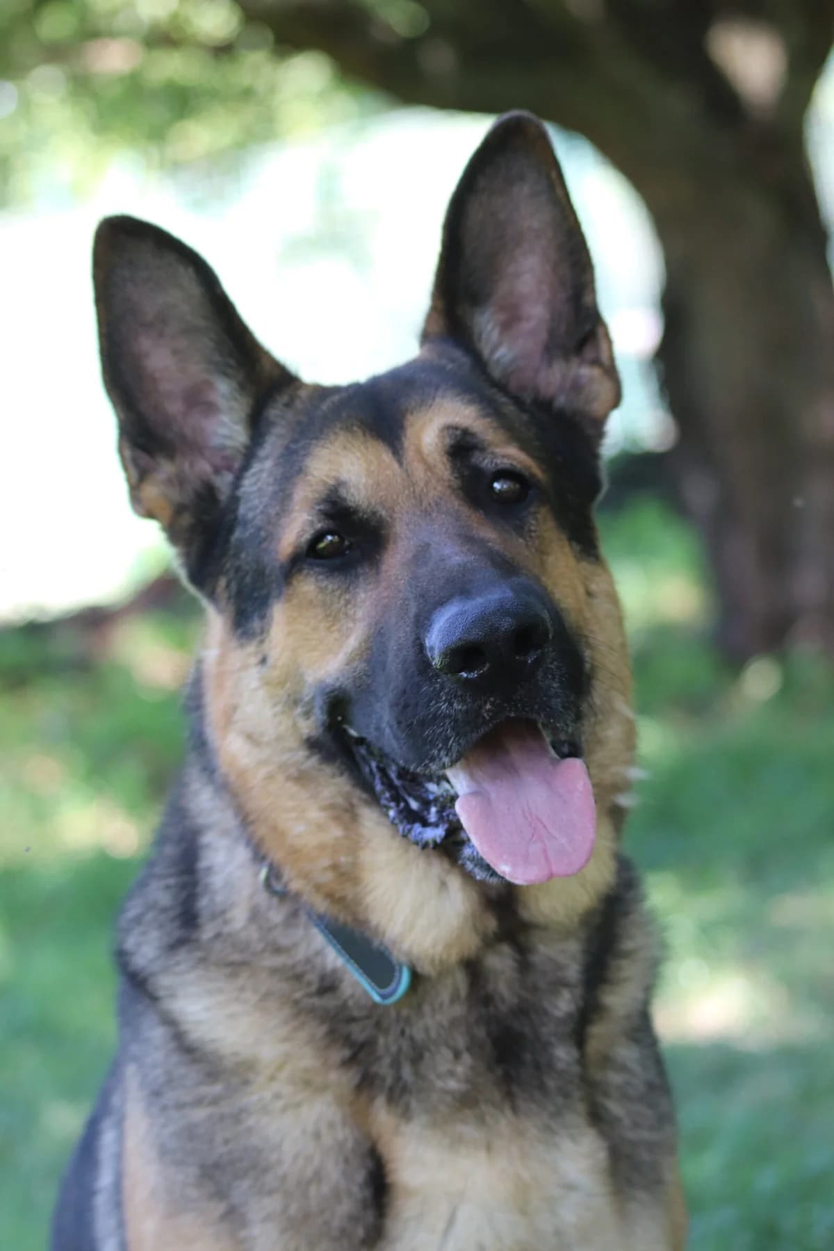 Haki, male 4yo German Shepherd for adoption at Tierheim Neuwied, Neuwied