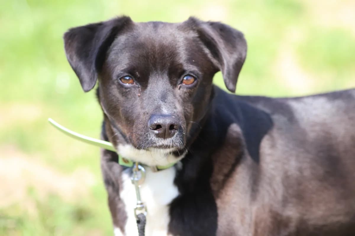 Tommy, schwarz-weiß male senior Mixed Breed for adoption at Tierheim Neuwied, Neuwied