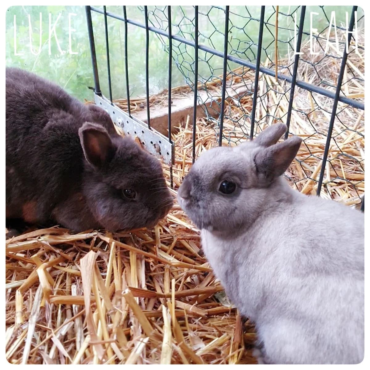 Leah und Luke, Mixed Breed for adoption at Tierheim Nied (TSV Schwalbach & Frankfurt-West)