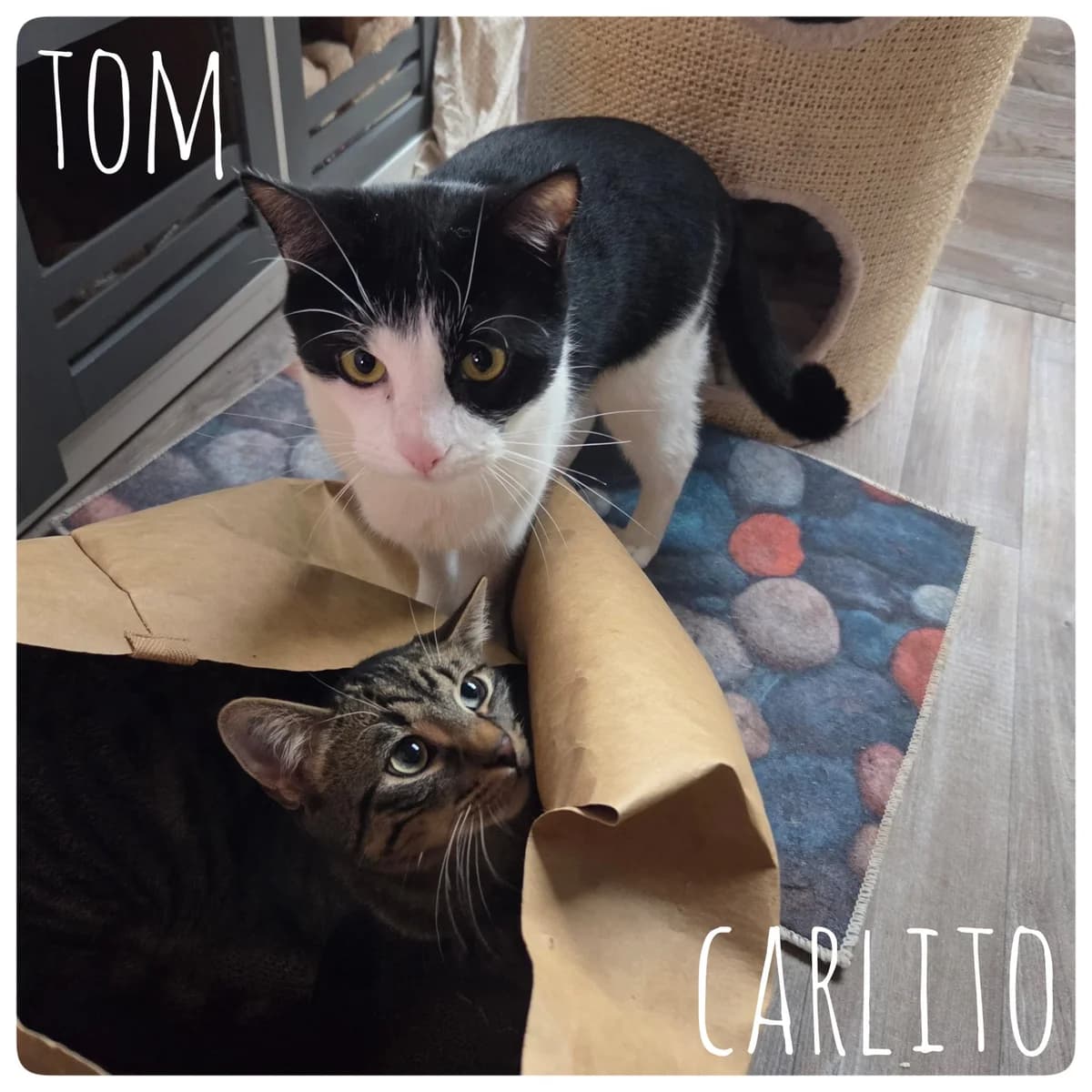 Tom und Carlito, Mixed Breed for adoption at Tierheim Nied (TSV Schwalbach & Frankfurt-West)
