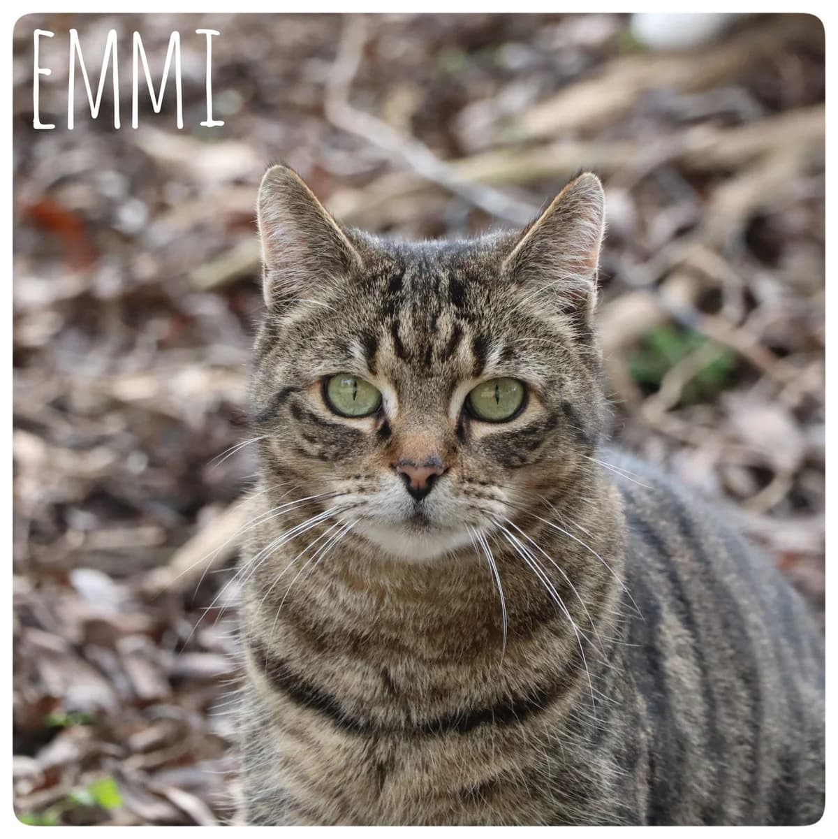 Emmi, female Mixed Breed for adoption at Tierheim Nied (TSV Schwalbach & Frankfurt-West)