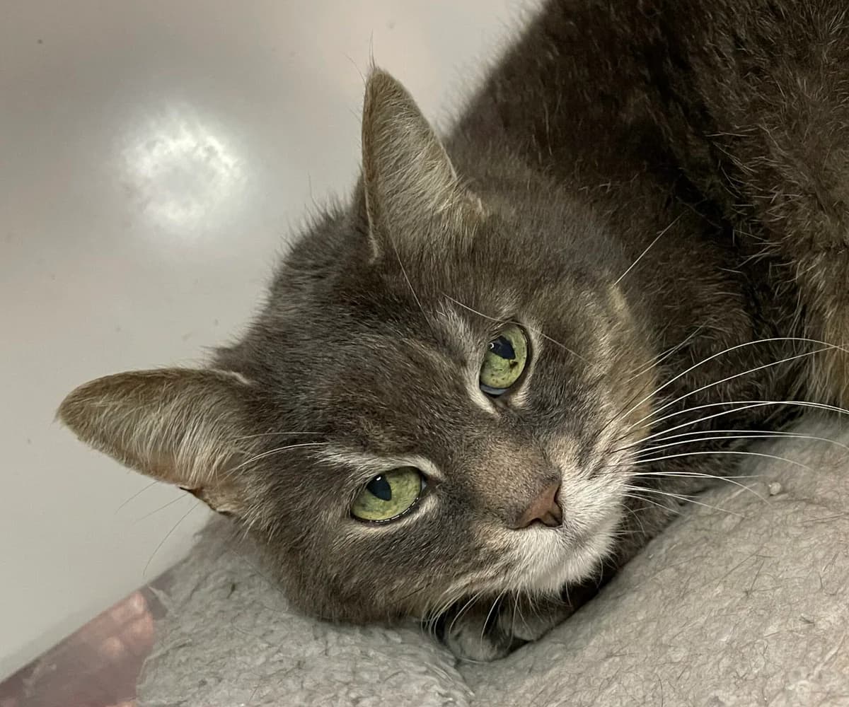 Lilly – Endpflegestelle gesucht, Mixed Breed for adoption at Tierheim Nied (TSV Schwalbach & Frankfurt-West)