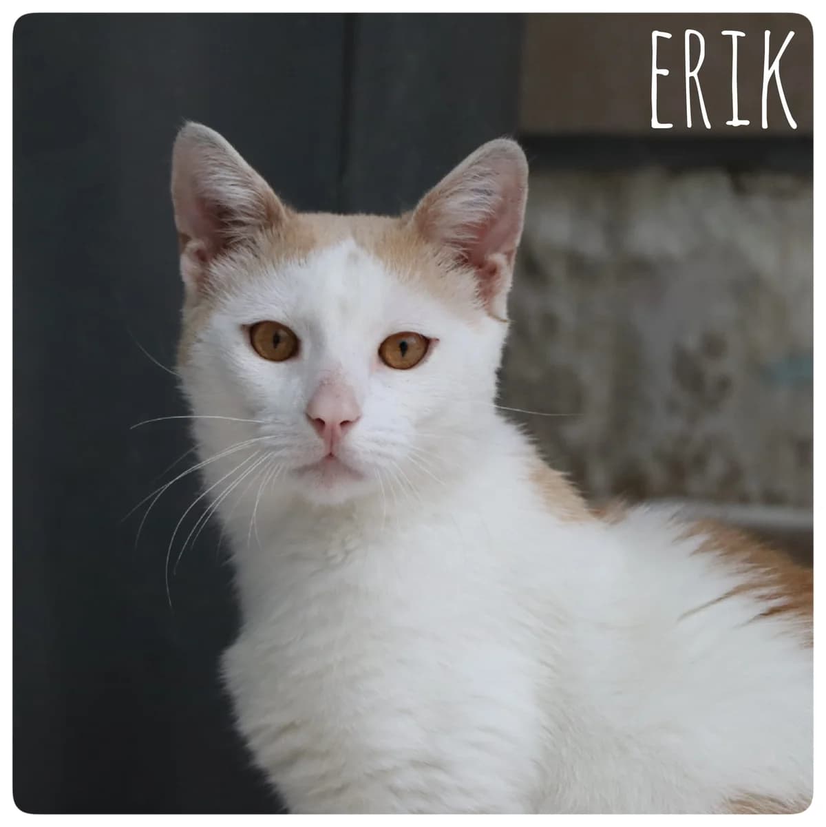 Erik, male Mixed Breed for adoption at Tierheim Nied (TSV Schwalbach & Frankfurt-West)
