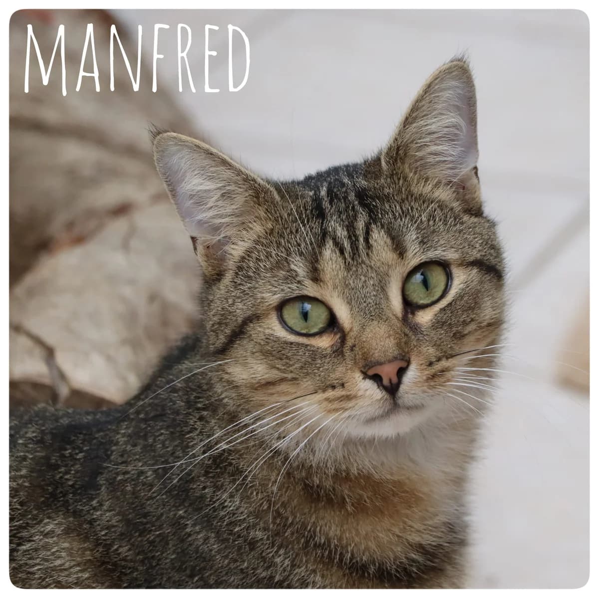 Manfred und Fiete, male Mixed Breed for adoption at Tierheim Nied (TSV Schwalbach & Frankfurt-West)