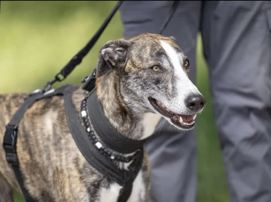 Vermittlungshilfe Ellie – hundeerfahrenes Zuhause gesucht, female Mixed Breed for adoption at Tierheim Nied (TSV Schwalbach & Frankfurt-West)
