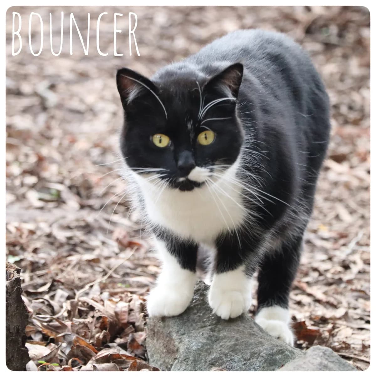 Bouncer, male Mixed Breed for adoption at Tierheim Nied (TSV Schwalbach & Frankfurt-West)