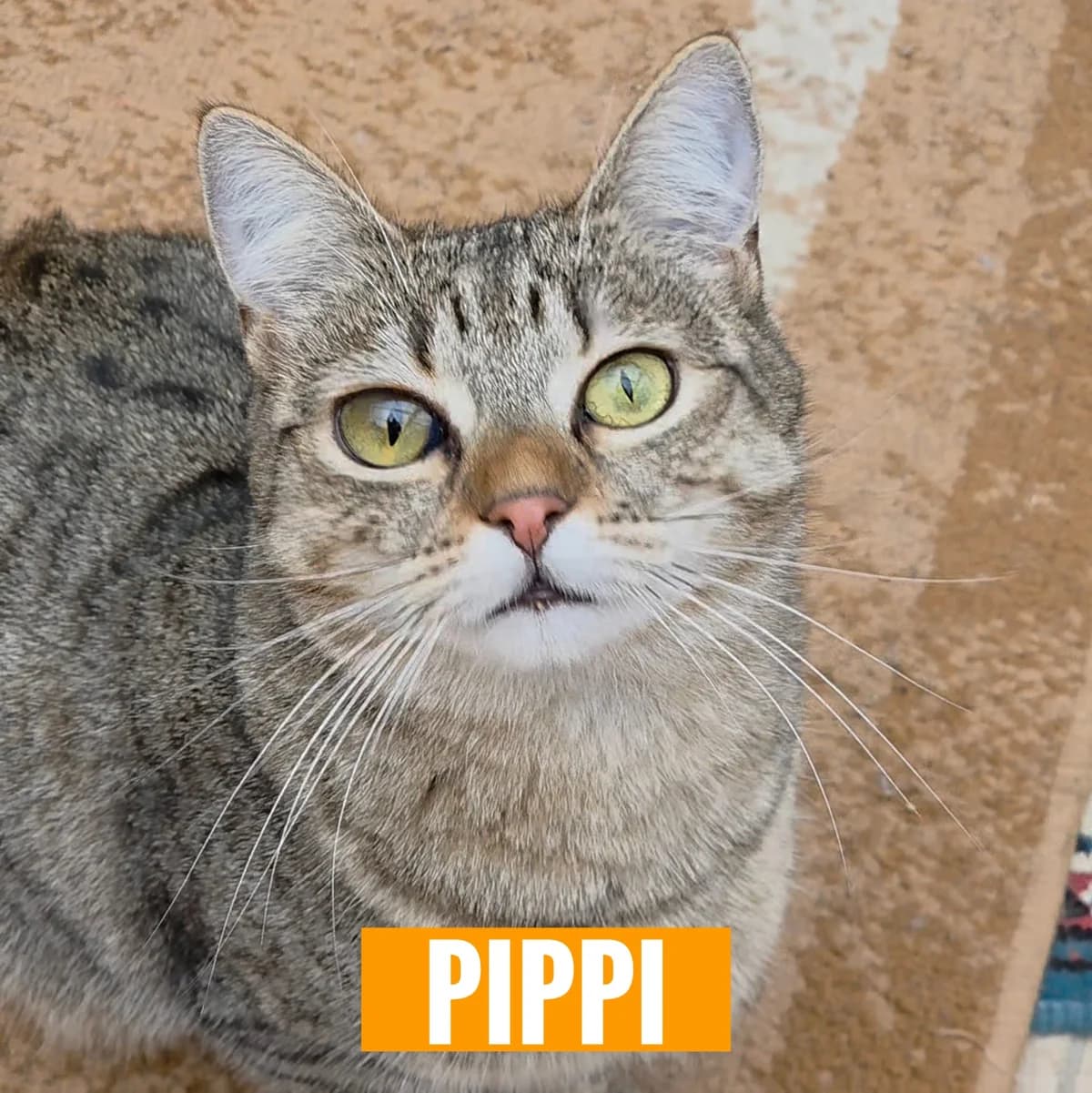 Pippi, female Mixed Breed for adoption at Tierheim Nied (TSV Schwalbach & Frankfurt-West)