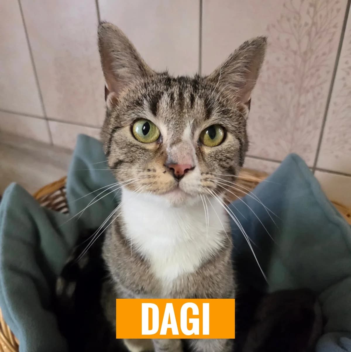 Dagi, female puppy Mixed Breed for adoption at Tierheim Nied (TSV Schwalbach & Frankfurt-West), Frankfurt