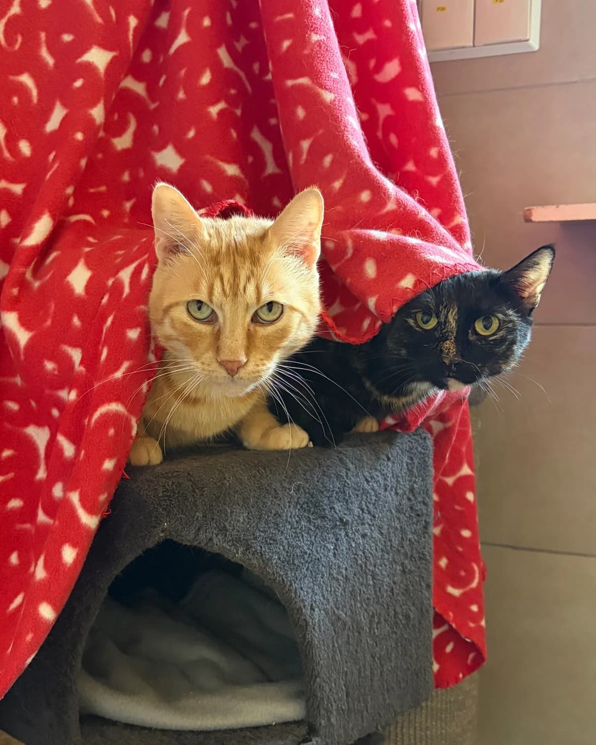 Carla und Carlo, Mixed Breed for adoption at Tierheim Nied (TSV Schwalbach & Frankfurt-West)