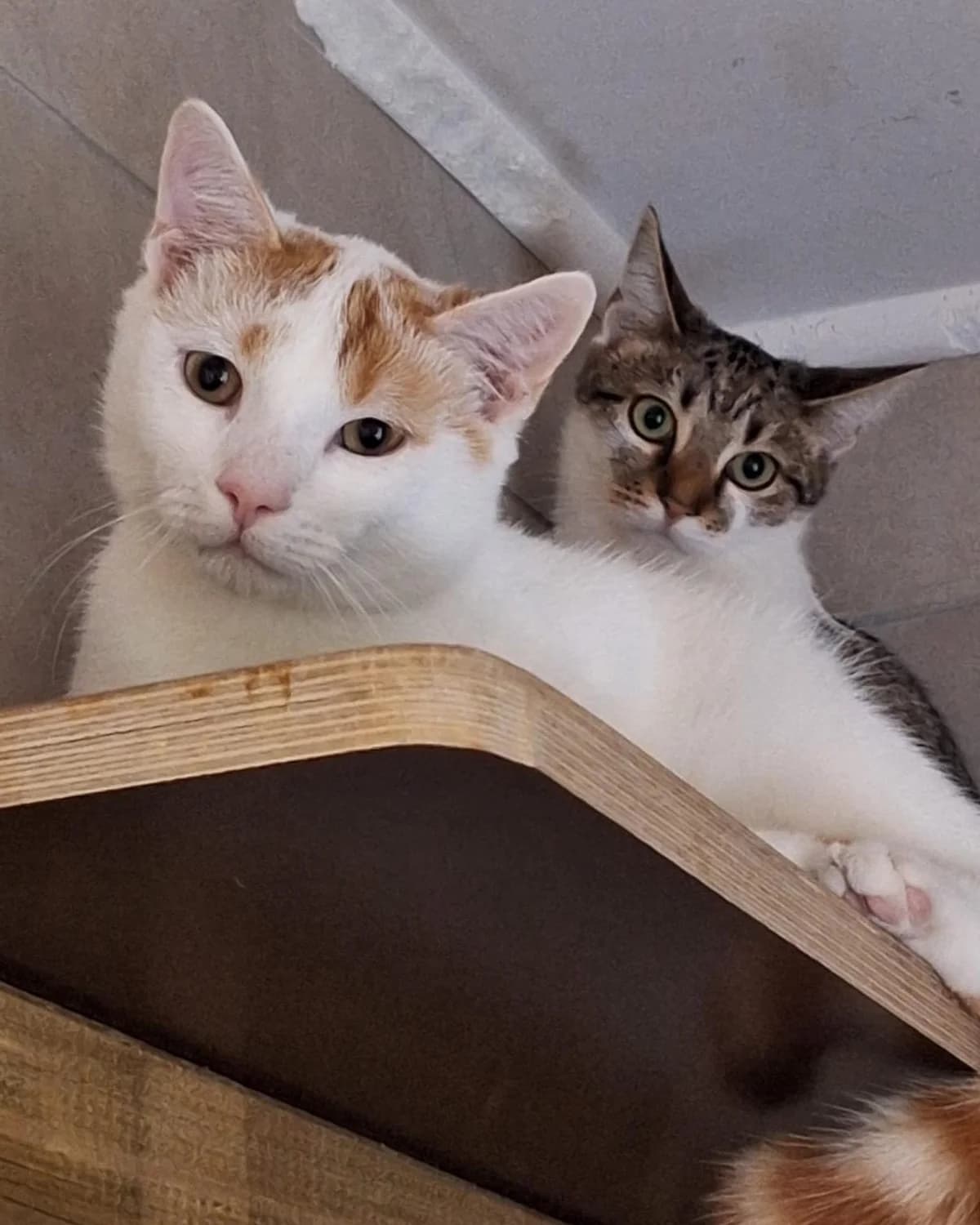 Amor und Apollonia, Mixed Breed for adoption at Tierheim Nied (TSV Schwalbach & Frankfurt-West)