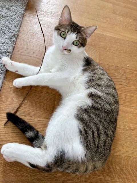 Findus – Vermittlungshilfe, male Mixed Breed for adoption at Tierheim Nied (TSV Schwalbach & Frankfurt-West)