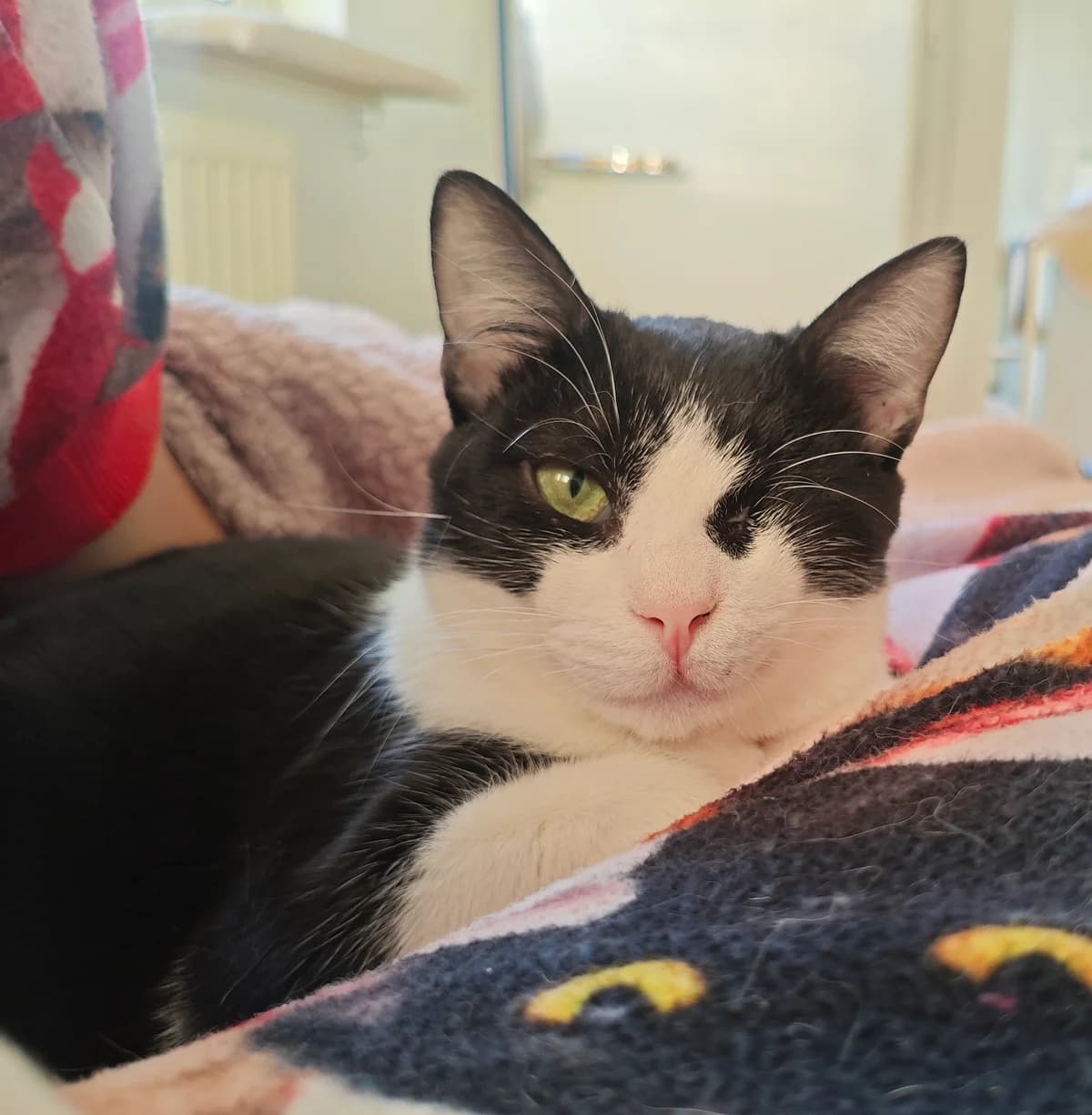 Domino – Vermittlungshilfe, male Mixed Breed for adoption at Tierheim Nied (TSV Schwalbach & Frankfurt-West)