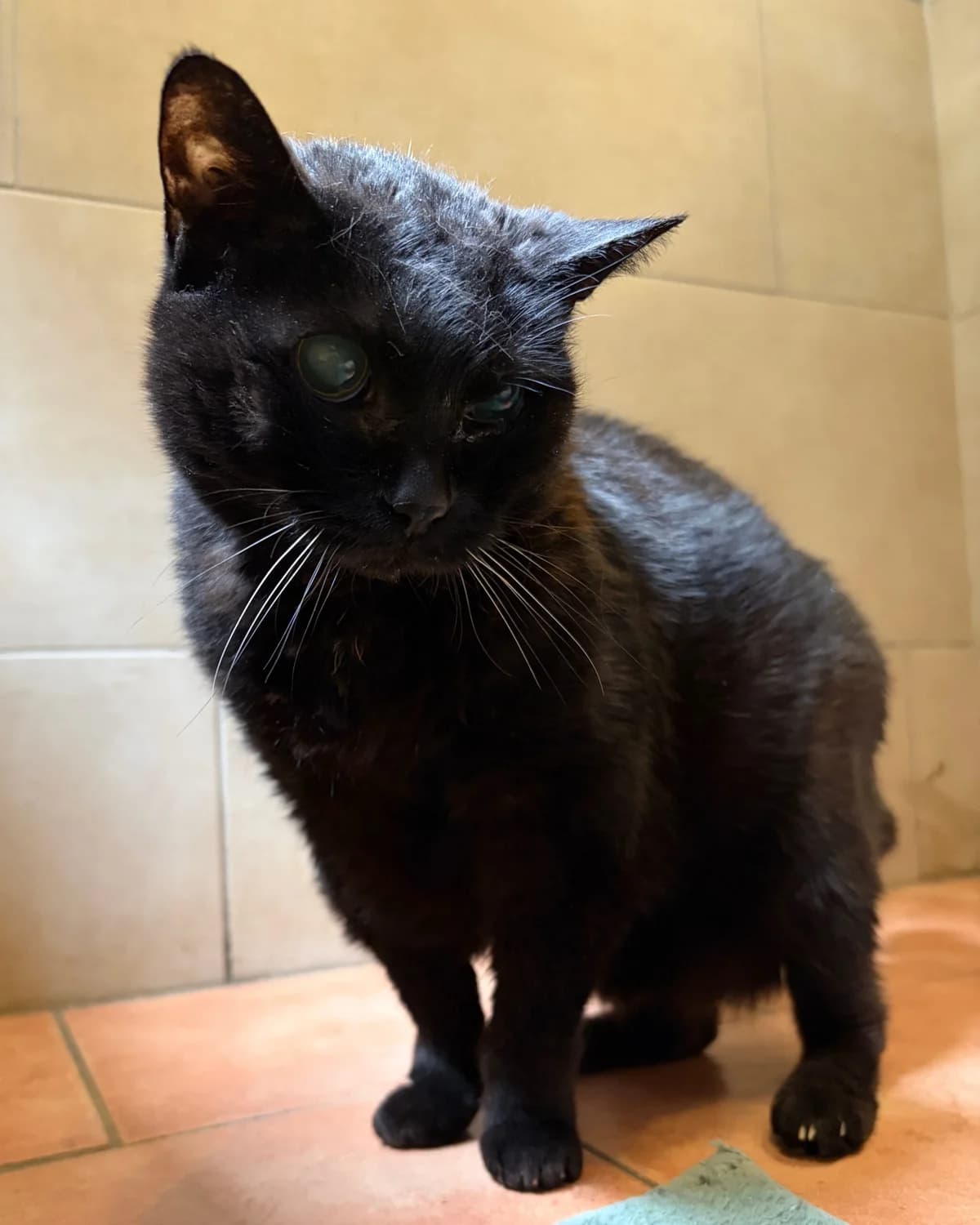 Endpflegestelle gesucht für Jessy, senior Mixed Breed for adoption at Tierheim Nied (TSV Schwalbach & Frankfurt-West), Frankfurt