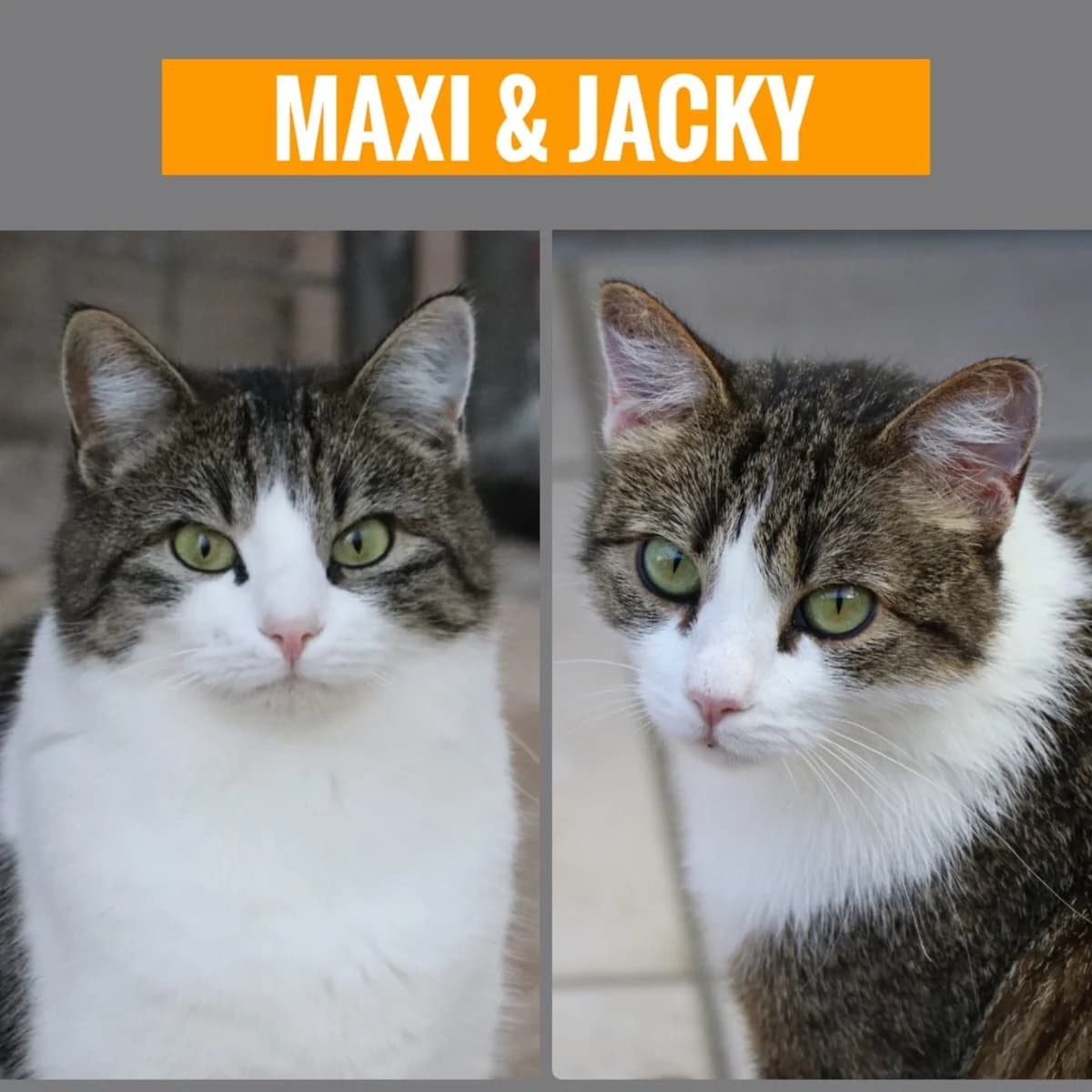 Maxi und Jacky, 5yo Mixed Breed for adoption at Tierheim Nied (TSV Schwalbach & Frankfurt-West), Frankfurt