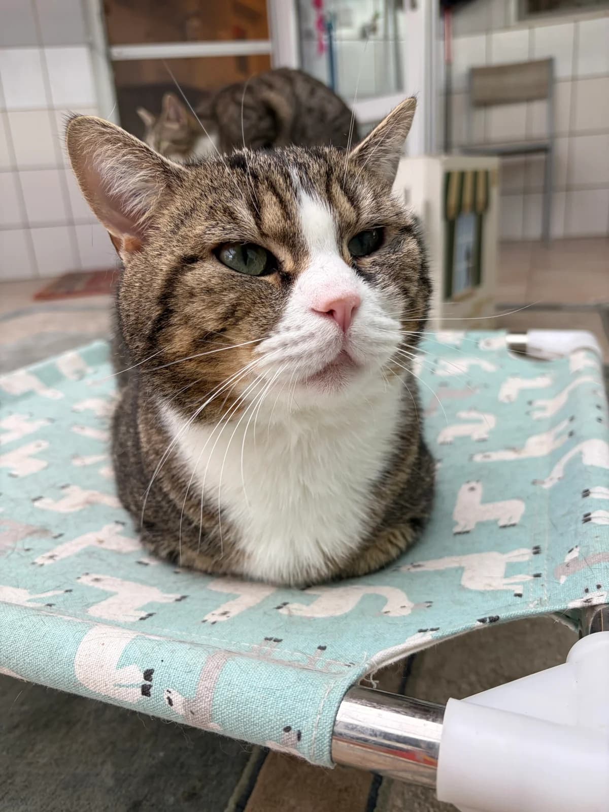 Sammy, male 7yo Mixed Breed for adoption at Tierheim Nied (TSV Schwalbach & Frankfurt-West), Frankfurt