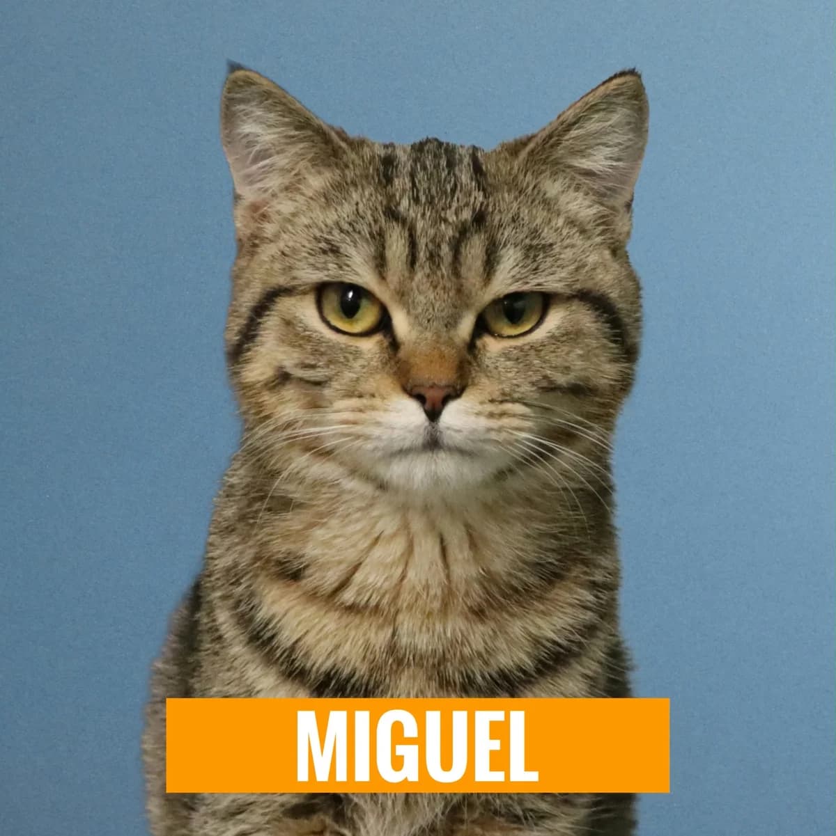 Miguel, male young Mixed Breed for adoption at Tierheim Nied (TSV Schwalbach & Frankfurt-West), Frankfurt