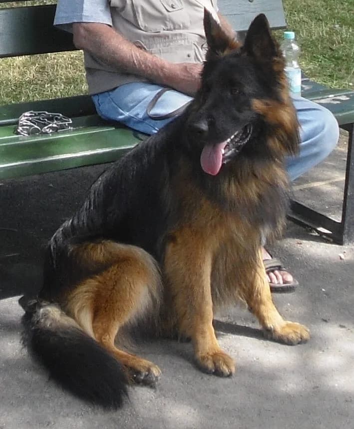 Vermittlungshilfe für Valko, senior Mixed Breed for adoption at Tierheim Nied (TSV Schwalbach & Frankfurt-West), Frankfurt